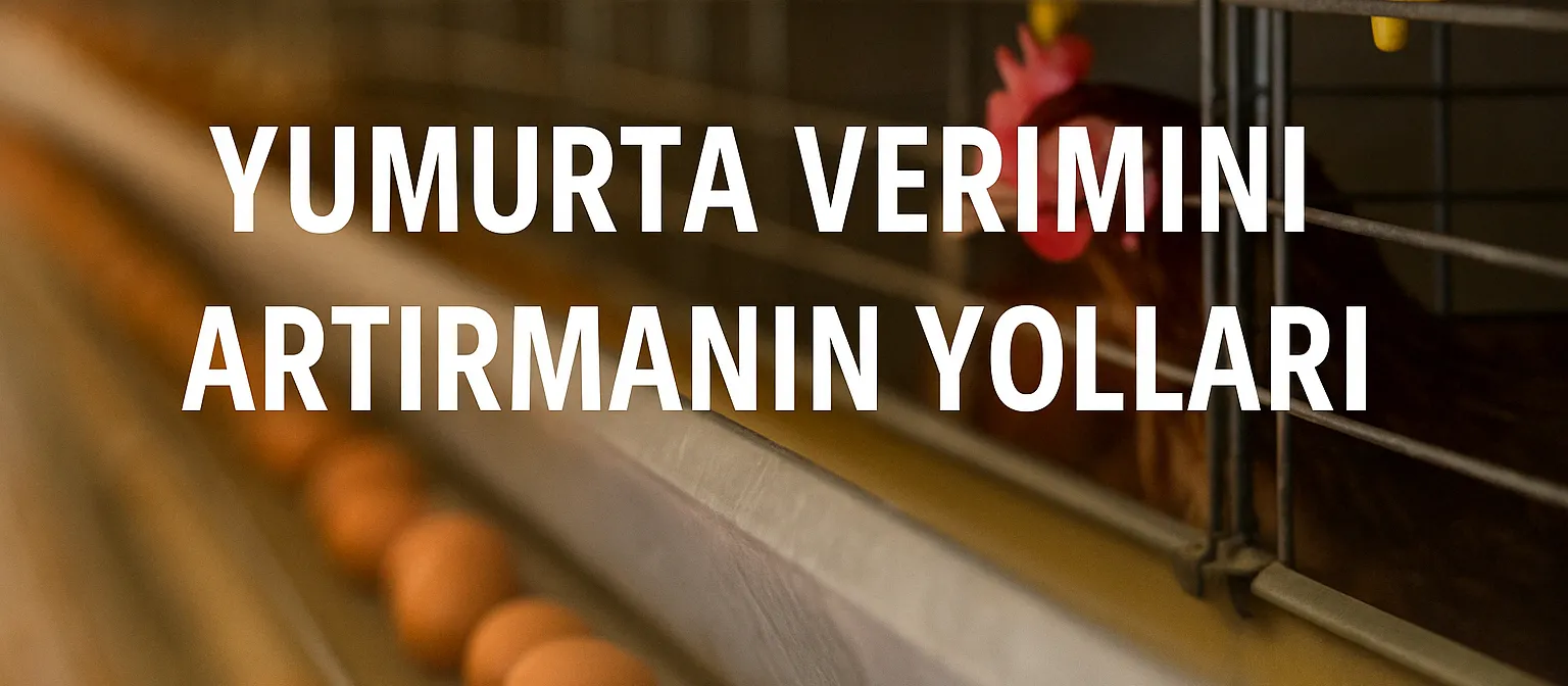 Yumurta Verimini Artırmanın Yolları